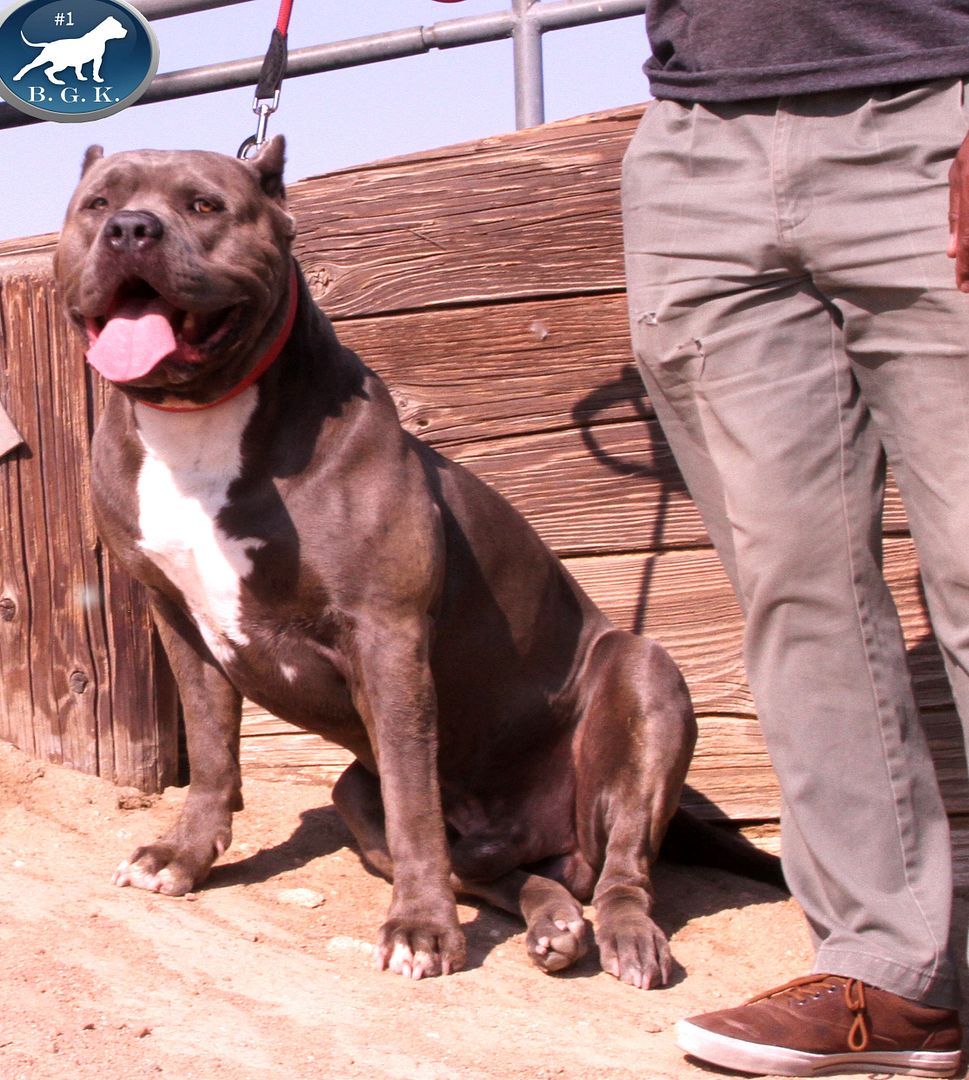 large Bully Pitbulls XXL Pitbull Kennels Pitbull Puppies For Sale